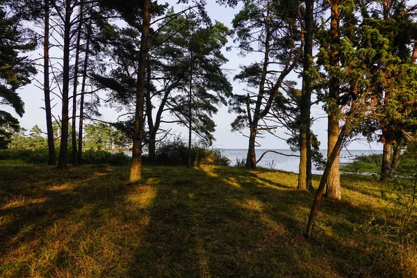 Gotland Sweden Beautiful Forest Baltic Sea — Stock Photo, Image