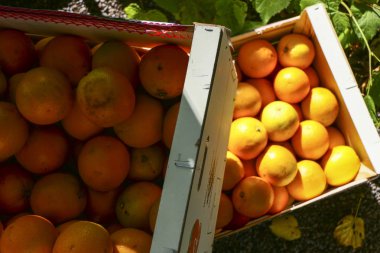 Stokholm, İsveç Portakal sandıkları içinde.