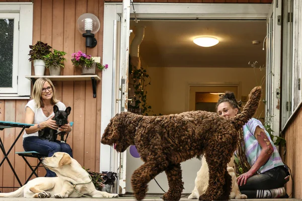 Stockholm, İsveç Köpekler ve eğitmenleri için bir kreş,