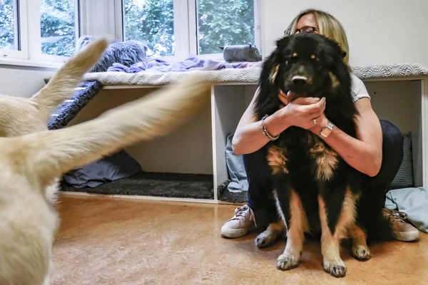 Στοκχόλμη Σουηδία Ένα Κέντρο Ημερήσιας Φροντίδας Για Σκύλους Και Τους — Φωτογραφία Αρχείου