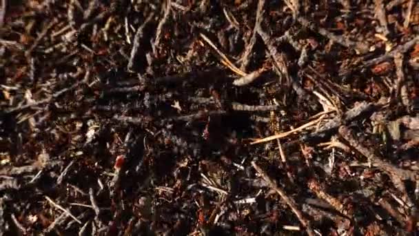 Stockholm, Suède Une fourmilière occupée 