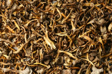 Stockholm, İsveç Gazetede Kuruyan Chanterlle Mushorrom 'ları.