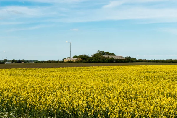 Aalborg Dania Country Road Yellow Raps Flowers — Zdjęcie stockowe