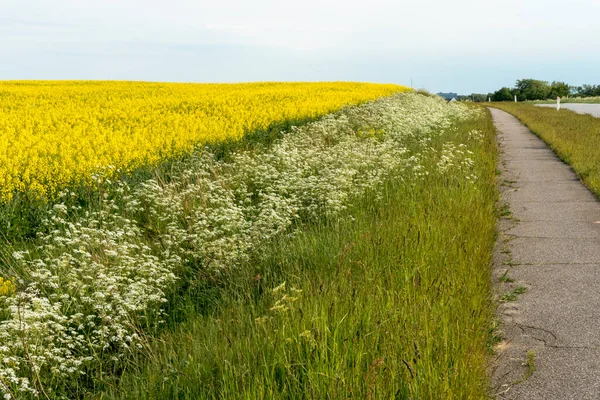 Aalborg Denmark Country Road Yellow Raps Flowers — Stock Photo, Image
