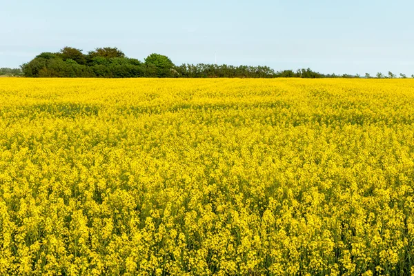 Aalborg Dinamarca Uma Estrada Rural Com Flores Raps Amarelas — Fotografia de Stock