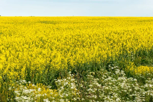 Aalborg Dinamarca Uma Estrada Rural Com Flores Raps Amarelas — Fotografia de Stock