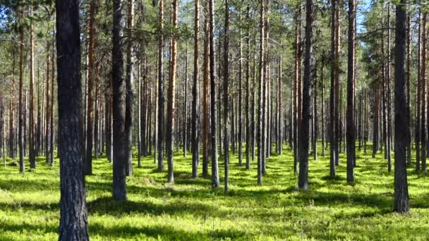 スウェーデン ジョクモク松林と緑豊かな地下ブラシ — ストック動画