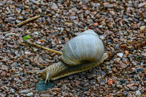 Lidkoping Sweden Snail Slithers Path — Stock Photo, Image