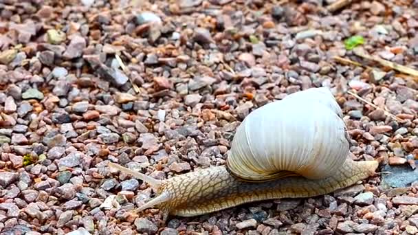 Seekor Siput Merayap Tanah — Stok Video