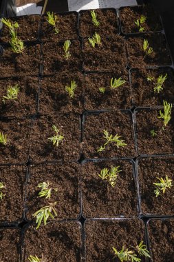 Vickleby, Oland, İsveç Seedlings Capellagarden 'daki saksılarda.