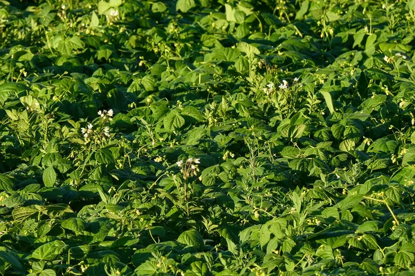 Resmo Oland Suecia Campo Patatas —  Fotos de Stock