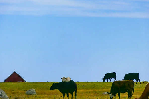 Resmo Oland Suède Pâturage Des Vaches Sur Autel Stora — Photo