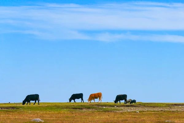 Resmo Oland Suède Pâturage Des Vaches Sur Autel Stora — Photo