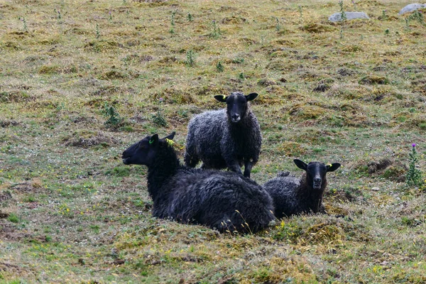 Resmo Oland Szwecja Czarna Owca Pastwisku — Zdjęcie stockowe