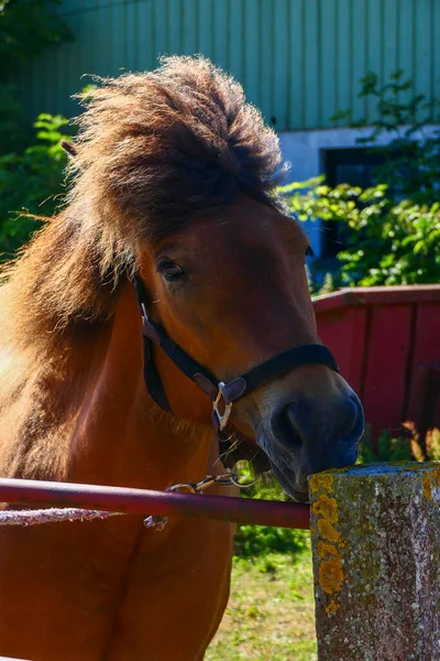 Morbylanga Oland Suécia Cavalo Islandês Estábulo — Fotografia de Stock