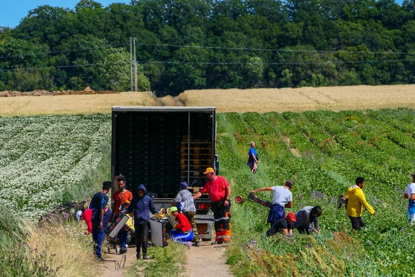 Morbylanga Oland Zweden Migranten Uit Thailand Oost Europa Plukken Aardbeien — Stockfoto