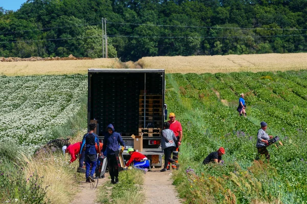 Morbylanga Oland Suecia Trabajadores Migrantes Tailandia Europa Del Este Recogen —  Fotos de Stock