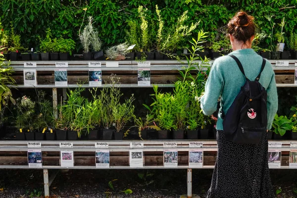 Vickleby Oland Suecia Una Mujer Comprando Plantas Centro Jardinería Capellagarden —  Fotos de Stock