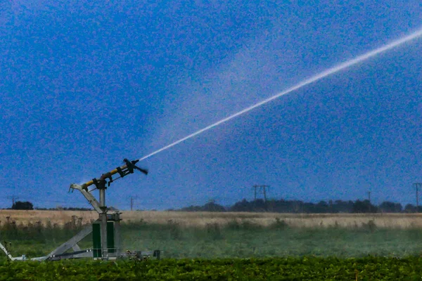 Oland Suécia Campo Morangos Irrigado Com Aspersor Amanhecer — Fotografia de Stock