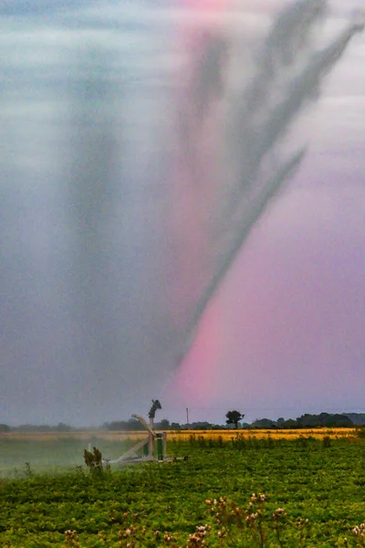 Oland Suecia Campo Fresas Riega Con Aspersor Amanecer —  Fotos de Stock