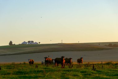 Hirtshals, Danimarka İnekleri Şafakta bir tarlada otluyor.