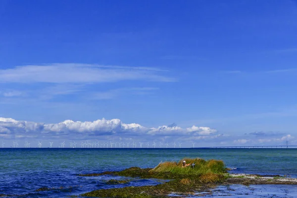スウェーデンのファルステルボスウェーデンとデンマークの間のオレンジ色の海峡にある海辺の風力発電所 — ストック写真