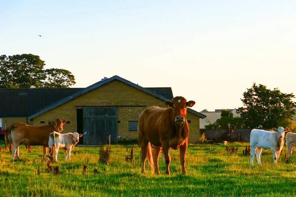 Hirtshals Dinamarca Vacas Pastando Campo Amanecer —  Fotos de Stock