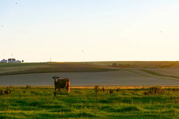 Hirtshals Dánsko Krávy Pasoucí Poli Úsvitu — Stock fotografie