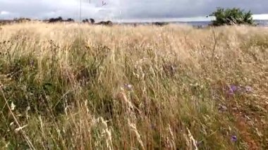 Ebeltoft, Danimarka Çimenleri rüzgarda savruluyor. 