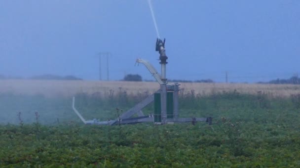 Öland Sverige Ett Fält Med Jordgubbar Bevattnas Tidigt Morgonen — Stockvideo