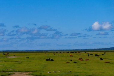 Fjerritslev, Danimarka Limfjord yakınlarındaki otlaklarda inekler