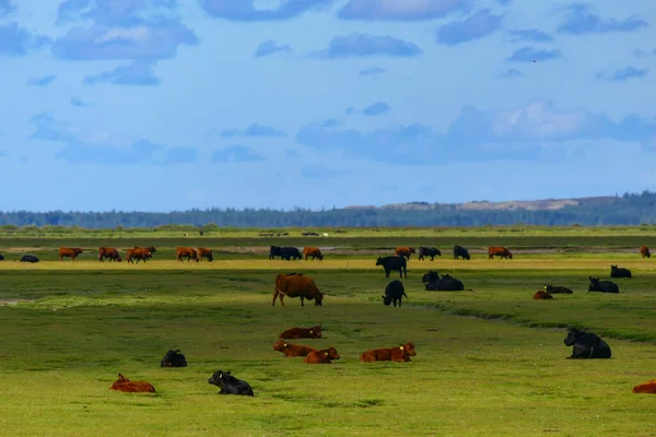 Fjerritslev Danemark Vaches Pâturage Sur Des Champs Près Limfjord — Photo