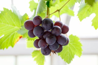 Asmada yetişen üzümler