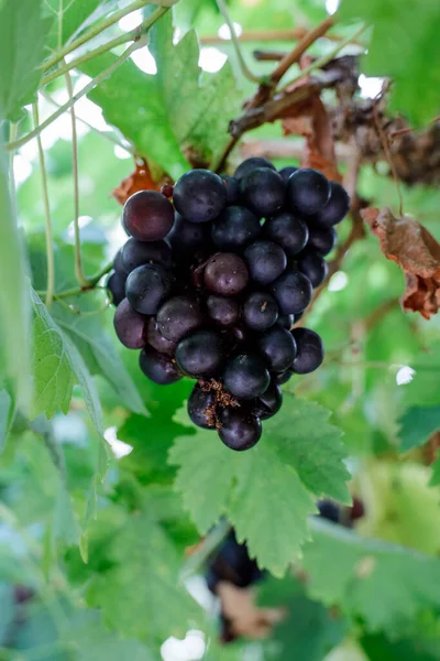 Grapes Growing Vine — Stock Photo, Image