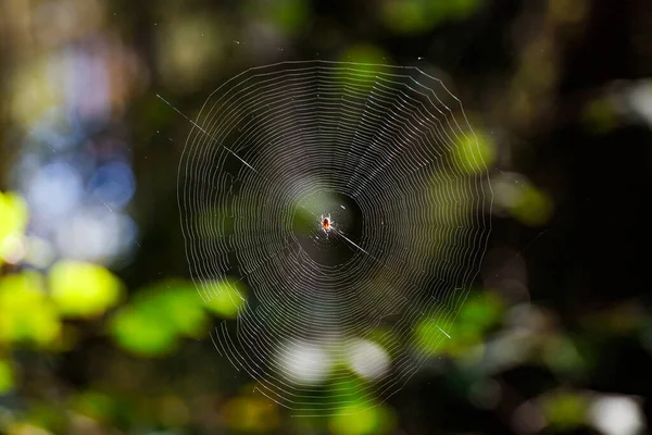 Una Araña Medio Una Telaraña — Foto de Stock