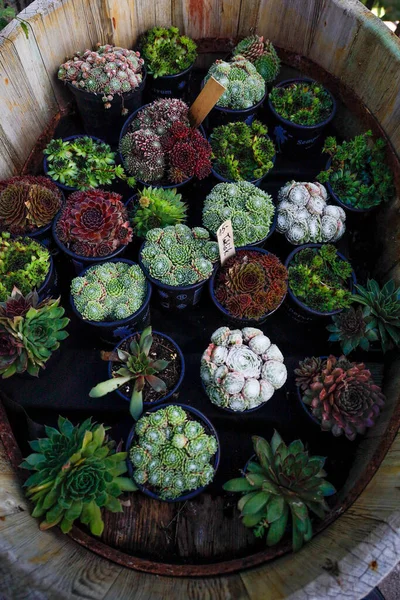 Pequeñas Plantas Cultivo Piedra Cubo Madera Una Florería — Foto de Stock