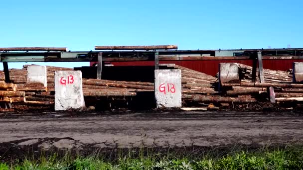 Sunne Szwecja Logi Tartaku Transportowane Sortowane Przenośniku Taśmowym — Wideo stockowe