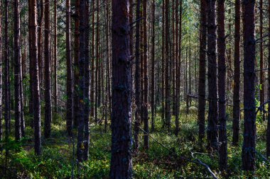 Torsby, İsveç Çam ağaçlarından bir orman.
