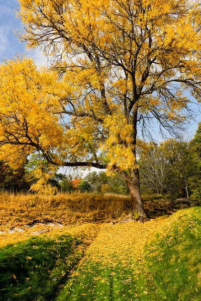 ストックホルム スウェーデンジュルガーデン公園の秋の木 — ストック写真