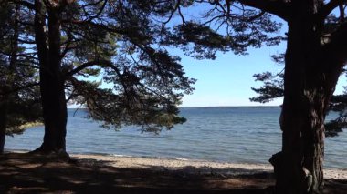 Studsvik, İsveç Ağaçların arasından Baltık Denizi manzarası ve beyaz kumlu bir plaj. 