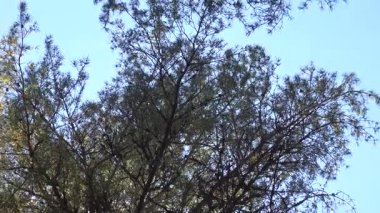 Stendorren, İsveç Uzun yeşil çam ağaçlarından oluşan bir orman. 