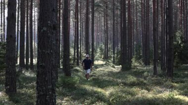 Stendorren, İsveç Uzun yeşil çam ağaçlarının arasında bir adam yürüyor. 