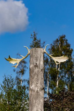 Studsvik, İsveç geyiği boynuzları ormandaki bir ağaç gövdesinin tepesine kurulmuş..