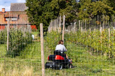 Stora Lundby, İsveç 7 Eylül 2025 Bir çiftlikteki ticari bir elma bahçesinde çim biçer.