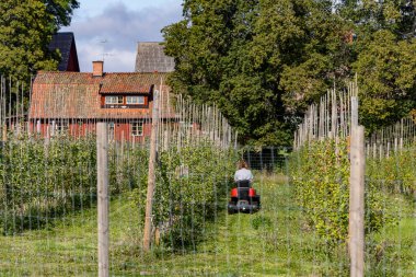 Stora Lundby, İsveç 7 Eylül 2025 Bir çiftlikteki ticari bir elma bahçesinde çim biçer.