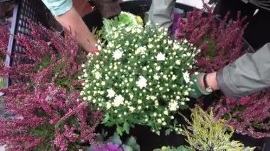 Stockholm, İsveç Elleri, büyük bir saksıya sonbahar çiçeği gibi çiçek eker.. 
