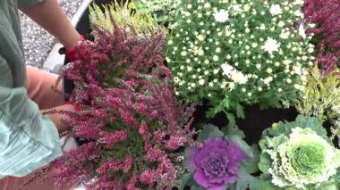 Stockholm, İsveç Elleri, büyük bir saksıya sonbahar çiçeği gibi çiçek eker.. 