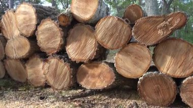 Stockholm, İsveç Fırtınada düşen bir ağacın taze kesilmiş kütükleri yere yığılmıştır..  