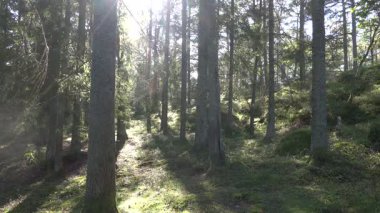 Nynashman, İsveç Baltık Denizi 'nin yanındaki İsveç ormanında bir adam tek başına yürüyor..