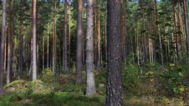 Tllberg, İsveç 'te gür ve sık bir çam ormanı ve çalılık manzarası.